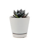 echeveria, echeveria types, succulent echeveria, buy succulents online, succulent shop, succulent store, echeveria plant, indoor succulents, care tips for growing echeveria succulent