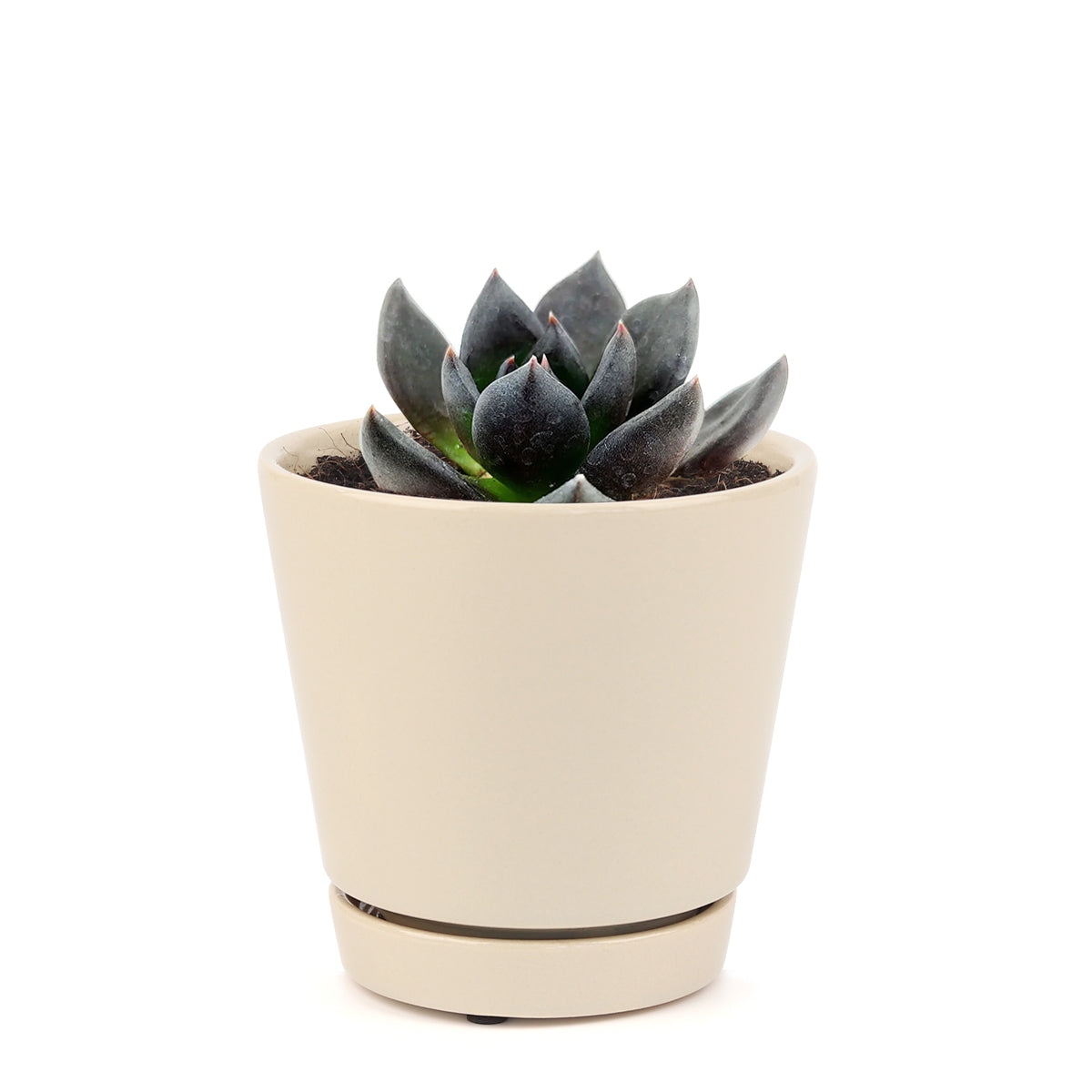 echeveria, echeveria types, succulent echeveria, buy succulents online, succulent shop, succulent store, echeveria plant, indoor succulents, care tips for growing echeveria succulent