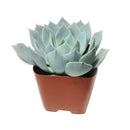 How to care forBlue Fairy Succulent, How to make your succulent pink, How to change succulent color, How to make Blue Fairy Succulent turn pink, Succulent turning pink, How to make succulents change color, How to grow colorful succulents, echeveria, echeveria succulent, echeveria types, succulent echeveria, buy succulents online, succulent shop, succulent store, echeveria plant,  indoor succulents