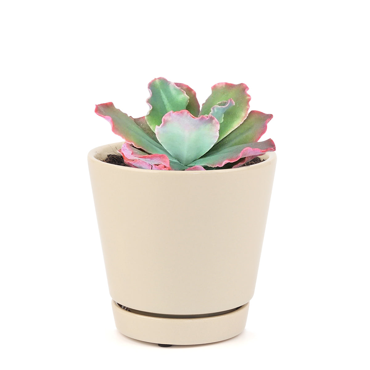 Echeveria crinoline ruffles, cactus, succulent plant, succulents shop in California, succulent care, Succulents shop near me, Succulents, succulent subscription, succulent care tips