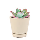 Echeveria crinoline ruffles, cactus, succulent plant, succulents shop in California, succulent care, Succulents shop near me, Succulents, succulent subscription, succulent care tips, colorful succulents