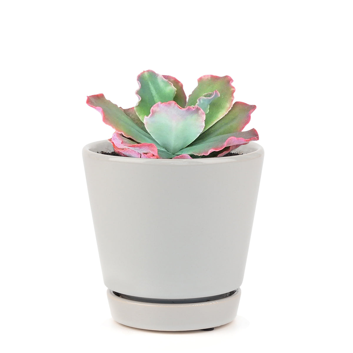 Echeveria crinoline ruffles, cactus, succulent plant, succulents shop in California, succulent care, Succulents shop near me, Succulents, succulent subscription, succulent care tips, colorful succulents