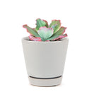 Echeveria crinoline ruffles, cactus, succulent plant, succulents shop in California, succulent care, Succulents shop near me, Succulents, succulent subscription, succulent care tips, colorful succulents