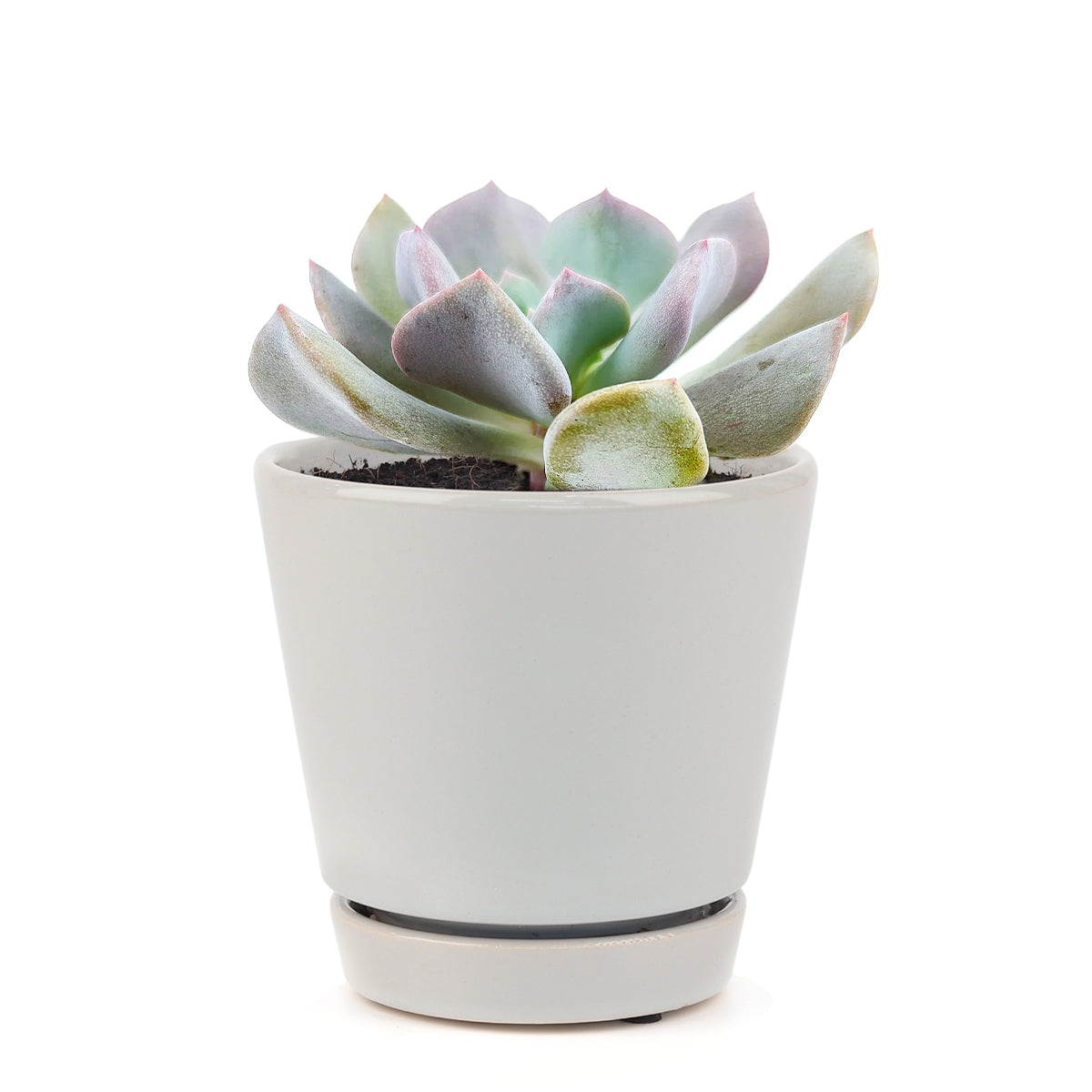 echeveria, echeveria succulent, echeveria types, succulent echeveria, buy succulents online, succulent shop, succulent store, echeveria plant, rose-shaped succulent for sale