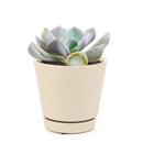 echeveria, echeveria succulent, echeveria types, succulent echeveria, buy succulents online, succulent shop, succulent store, echeveria plant, care tips for growing cubic frost