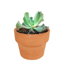  succulent care tips, Succulents shop near me, indoor succulents, succulent plant, succulents shop in California, succulent care, Echeveria Culibra Succulent in California, How to grow Echeveria Culibra Succulent, Succulents for thanksgiving, Thanksgiving succulents gift