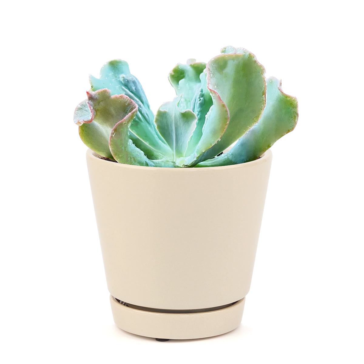 bobbly succulent Echeveria Culibra | Succulent Care Instruction