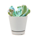  succulent care tips, Succulents shop near me, indoor succulents, succulent plant, succulents shop in California, succulent care, Echeveria Culibra Succulent in California, How to grow Echeveria Culibra Succulent, Succulents for thanksgiving, Thanksgiving succulents gift