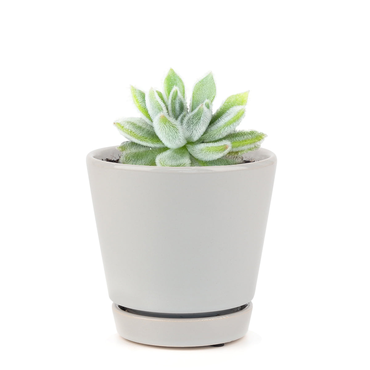 Echeveria Doris Taylor, succulent care, Succulents, how to grow succulents, succulents store in CA, succulents garden, succulent subscription, Echeveria Doris Taylor in California