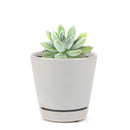 Echeveria Doris Taylor Succulent, christmas plants, buy Echeveria Doris Taylor Succulent online, Echeveria Doris Taylor Succulent for sale, unique succulents