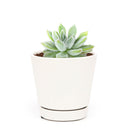 Echeveria Doris Taylor Succulent, christmas plants, buy Echeveria Doris Taylor Succulent online, Echeveria Doris Taylor Succulent for sale, unique succulents