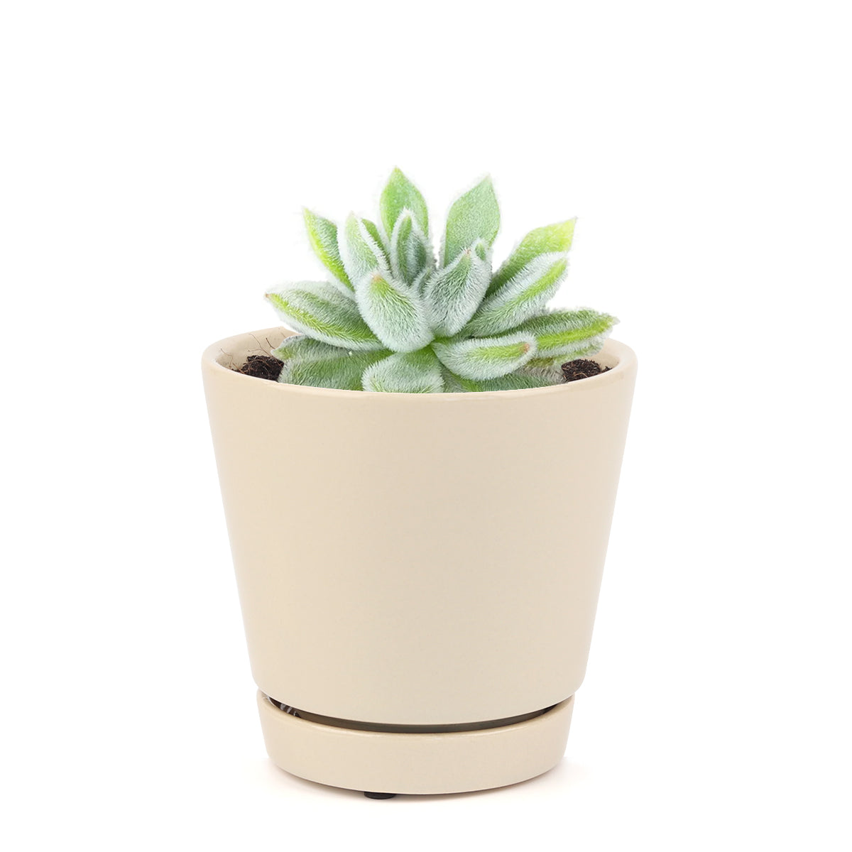 how to grow succulents, succulents store in CA, succulents garden, succulent subscription, Echeveria Doris Taylor in California, How to grow Echeveria Doris Taylor, How to care echeveria succulents for thanksgiving, Easter echeveria gift, Echeveria gift for thanksgiving, Easter eggs echeveria, echeveria, echeveria succulent, echeveria types, succulent echeveria