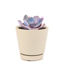 Echeveria Dusty Rose Succulent, Rosette Shaped Succulent Plant, How to grow Echeveria Dusty Rose, Succulent Gift Box, Purple Echeveria Succulent, Shop Succulent in California, Pink Rosette Succulent for Sale, Succulents, Christmas Gift Box, Succulents for thanksgiving gift, Easter succulents idea, Growing succulents for thanksgiving, echeveria, echeveria succulent, echeveria types, succulent echeveria, buy succulents online, succulent shop, succulent store, echeveria plant, indoor succulents