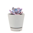 Echeveria Dusty Rose Succulent, Rosette Shaped Succulent Plant, How to grow Echeveria Dusty Rose, Succulent Gift Box, Purple Echeveria Succulent, Shop Succulent in California, Pink Rosette Succulent for Sale, Succulents, Christmas Gift Box, Succulents for thanksgiving gift, Easter succulents idea, Growing succulents for thanksgiving, echeveria, echeveria succulent, echeveria types, succulent echeveria, buy succulents online, succulent shop, succulent store, echeveria plant, indoor succulents