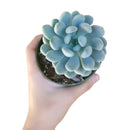 Echeveria Elegans for sale, cactus, monthly succulents, indoor succulents, succulent care, Rare succulents, succulent care tips, how to grow succulents, succulents garden, Echeveria Elegans in California, How to grow Echeveria Elegans, Easter echeveria gift, Echeveria gift for thanksgiving, Easter eggs echeveria, echeveria, echeveria succulent, echeveria types, succulent echeveria, buy succulents online, succulent shop, succulent store, echeveria plant,  indoor succulents