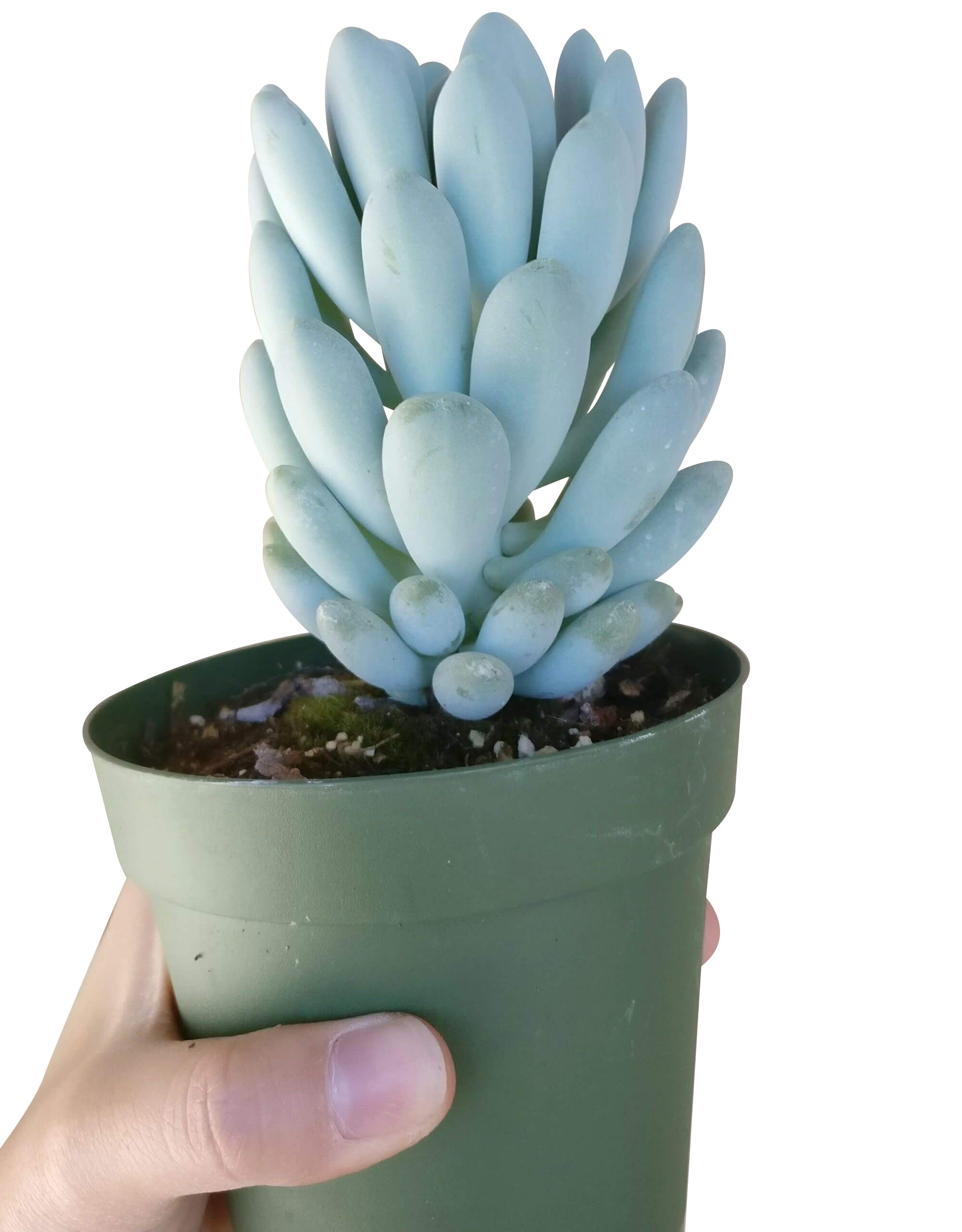blue succulents for sale Echeveria Elegans Blue