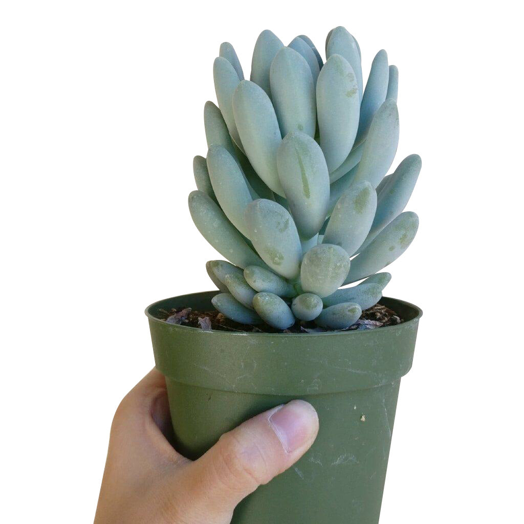 blue succulent plants for sale Echeveria Elegans Blue