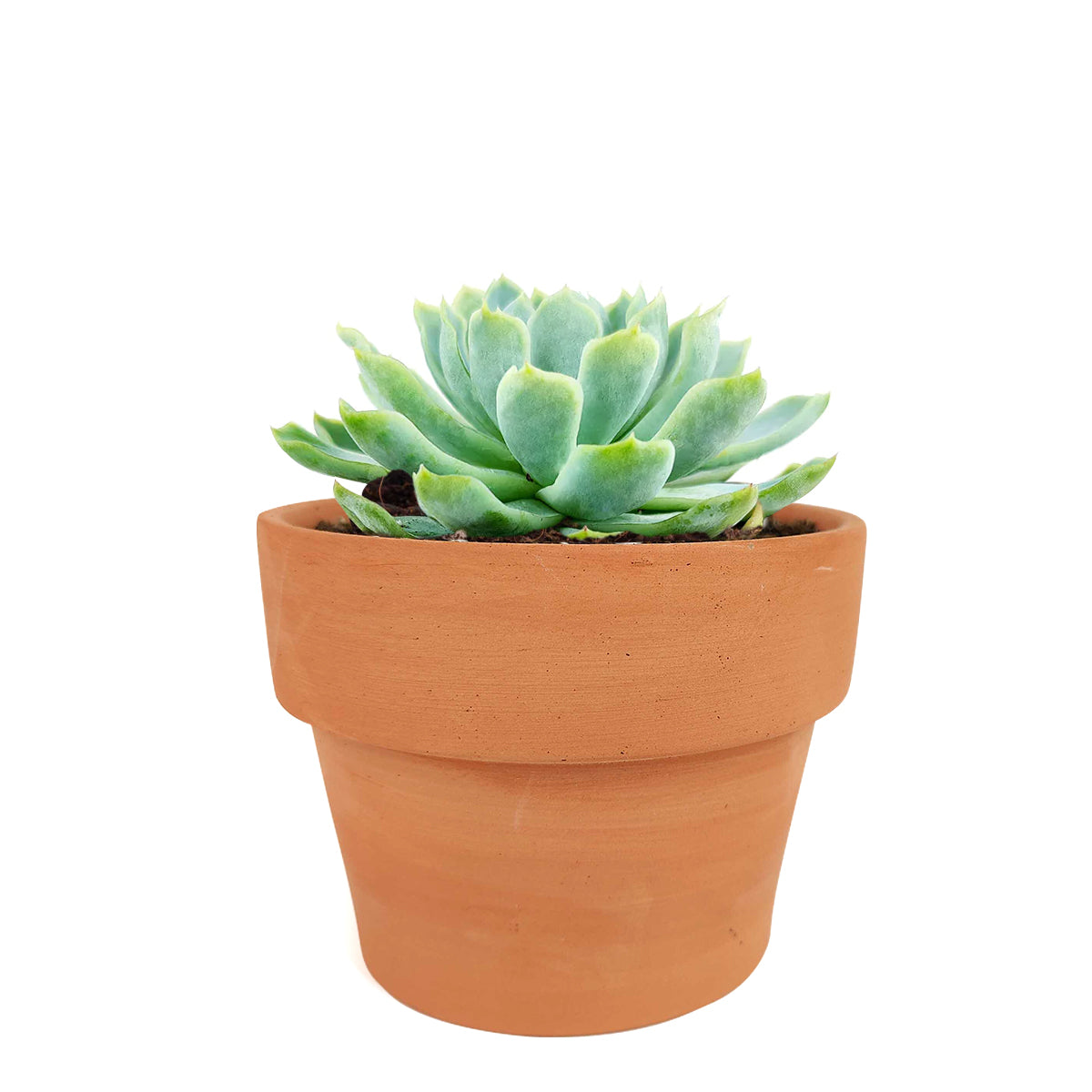 native new mexico succulents Echeveria Elegans Mexican Snowballs Succulent