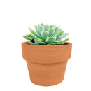 Echeveria Elegans for sale, succulent care guide, monthly succulents, Rare succulents, succulents store in CA, succulent care, succulents garden, Succulents shop near me, Echeveria Elegans in California