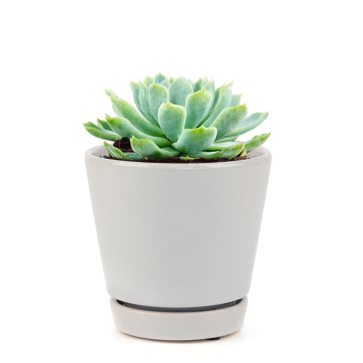 Echeveria gift for thanksgiving, echeveria, echeveria succulent, echeveria types, succulent echeveria, buy succulents online, succulent shop, succulent store, echeveria plant, indoor succulents