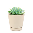 Echeveria Elegans for sale, succulent care guide, monthly succulents, Rare succulents, succulents store in CA, succulent care, succulents garden, Succulents shop near me, Echeveria Elegans in California