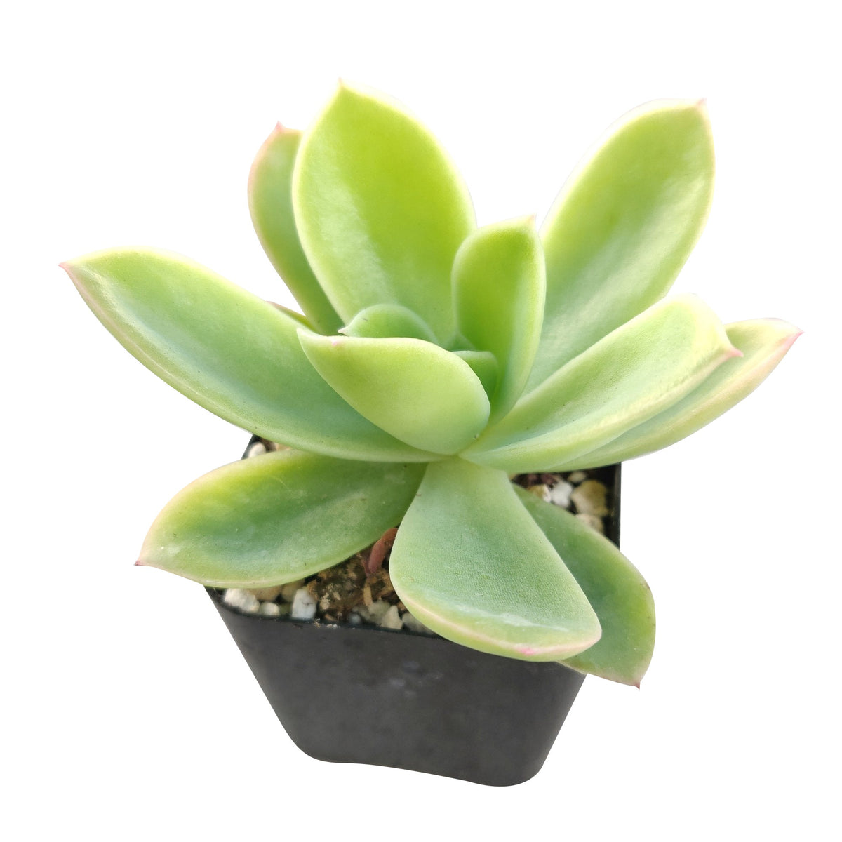 Echeveria Golden Glow for Sale, indoor succulents, succulent care tips, succulents garden, how to grow succulents, cactus, Succulents, succulent care, Succulents shop near me, Echeveria Golden Glow in California, How to grow Echeveria Golden Glow, echeveria, echeveria succulent, echeveria types, succulent echeveria, buy succulents online, succulent shop, succulent store, echeveria plant,  indoor succulents