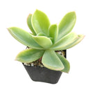 Echeveria Golden Glow Succulent Plant, succulents shop in California, succulent care tips, succulent subscription, succulents garden, succulent care guide, Echeveria Golden Glow Succulent Plant in California, How to grow Echeveria Golden Glow Succulent Plant, How to care echeveria succulents for thanksgiving, Easter echeveria gift, echeveria, echeveria succulent, echeveria types, succulent echeveria, buy succulents online, succulent shop, succulent store, echeveria plant, indoor succulents