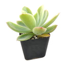 Echeveria Golden Glow Succulent Plant, succulents shop in California, succulent care tips, succulent subscription, succulents garden, succulent care guide, Echeveria Golden Glow Succulent Plant in California, How to grow Echeveria Golden Glow Succulent Plant, How to care echeveria succulents for thanksgiving, Easter echeveria gift, echeveria, echeveria succulent, echeveria types, succulent echeveria, buy succulents online, succulent shop, succulent store, echeveria plant, indoor succulents