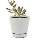 echeveria, echeveria succulent, echeveria types, succulent echeveria, buy succulents online, succulent shop, succulent store, echeveria plant, indoor succulents, echeveria succulent for sale