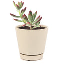 echeveria, echeveria succulent, echeveria types, succulent echeveria, buy succulents online, succulent shop, succulent store, echeveria plant, indoor succulents, echeveria succulent for sale