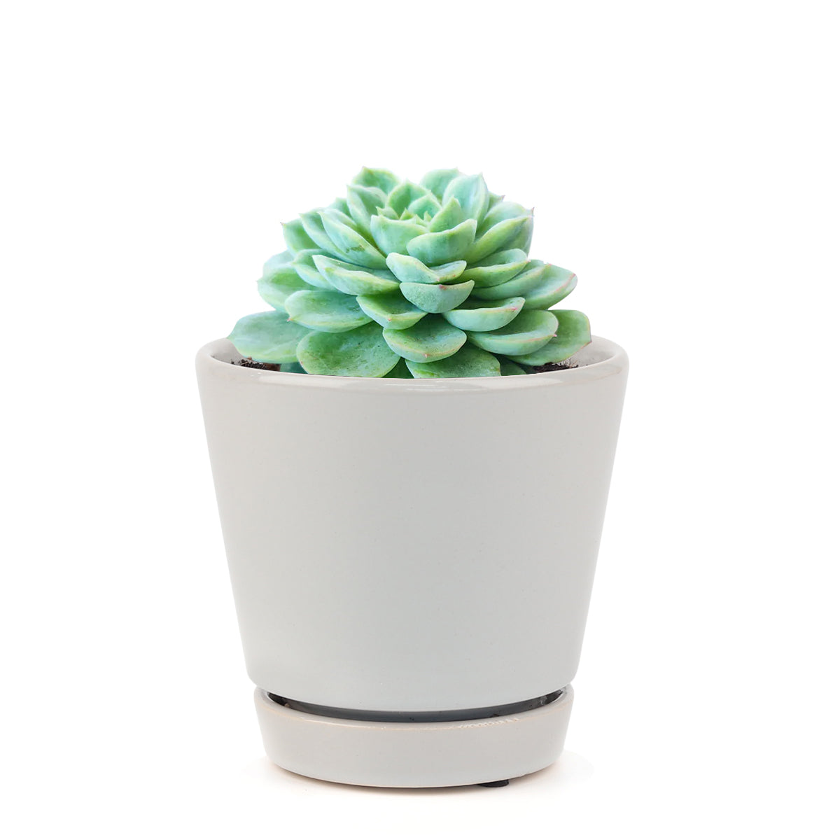 echeveria succulent, echeveria types, succulent echeveria, buy succulents online, succulent shop, succulent store, echeveria plant, indoor succulents