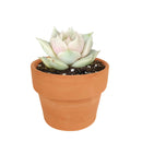 buy succulents online, succulent shop, succulent store, echeveria plant, indoor succulents