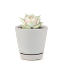 buy succulents online, succulent shop, succulent store, echeveria plant, indoor succulents