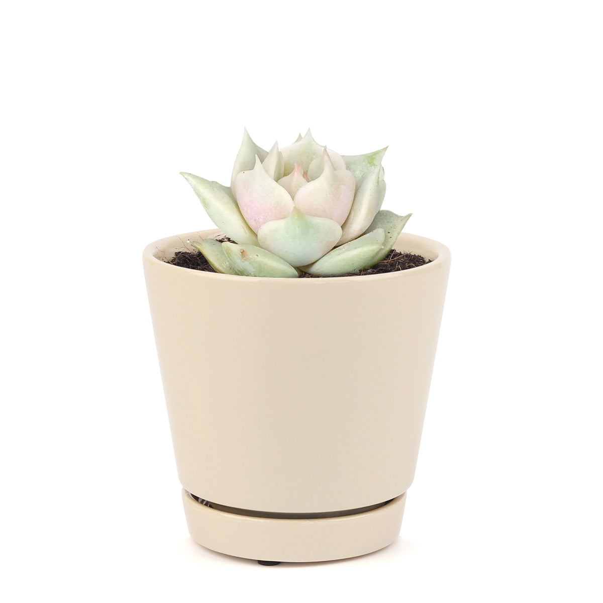 buy succulents online, succulent shop, succulent store, echeveria plant, indoor succulents