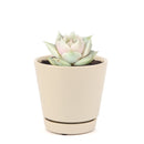 buy succulents online, succulent shop, succulent store, echeveria plant, indoor succulents