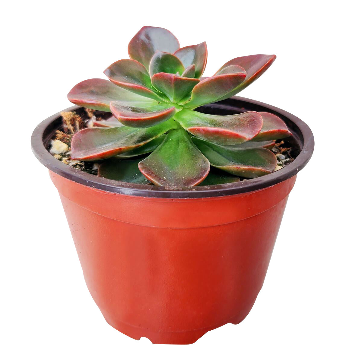 succulents with brown leaves Echeveria Melaco Brown Rose Succulent Plant | Perfect for Gift Decor