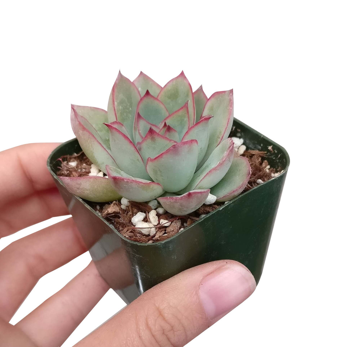 Echeveria Pulidonis, succulents store in CA, indoor succulents, succulent plant, Succulents shop near me, succulents shop in California, Rare succulents, succulent care tips, monthly succulents, Echeveria Pulidonis in California, How to grow Echeveria Pulidonis, Echeveria for thanksgiving, How to care echeveria succulents for thanksgiving, echeveria, echeveria succulent, echeveria types, succulent echeveria, buy succulents online, succulent shop, succulent store, echeveria plant, indoor succulents
