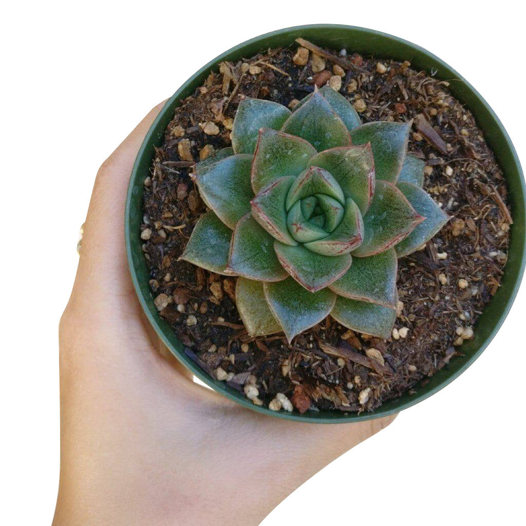 purpusorum succulent Echeveria Purpusorum Rose A.Berger Succulent
