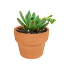 How to care for blue elf Succulent, How to make your succulent pink, How to change succulent color, How to make blue elf Succulent turn pink, Succulent turning pink, How to make succulents change color, How to grow colorful succulents, echeveria, echeveria succulent, echeveria types, succulent echeveria, buy succulents online, succulent shop, succulent store, echeveria plant, indoor succulents