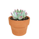 Pink Succulent, Echeveria for thanksgiving, How to care echeveria succulents for thanksgiving, echeveria, echeveria succulent, echeveria types, succulent echeveria, buy succulents online, succulent shop, succulent store, echeveria plant, indoor succulents, colorful succulent for sale