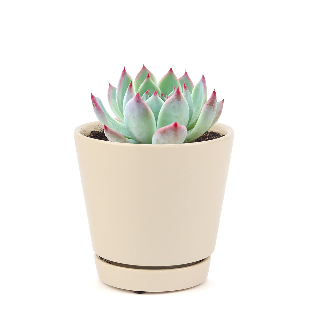 Pink Succulent, Echeveria for thanksgiving, How to care echeveria succulents for thanksgiving, echeveria, echeveria succulent, echeveria types, succulent echeveria, buy succulents online, succulent shop, succulent store, echeveria plant, indoor succulents, rose-shaped succulent plants