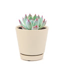 Pink Succulent, Echeveria for thanksgiving, How to care echeveria succulents for thanksgiving, echeveria, echeveria succulent, echeveria types, succulent echeveria, buy succulents online, succulent shop, succulent store, echeveria plant, indoor succulents, colorful succulent for sale
