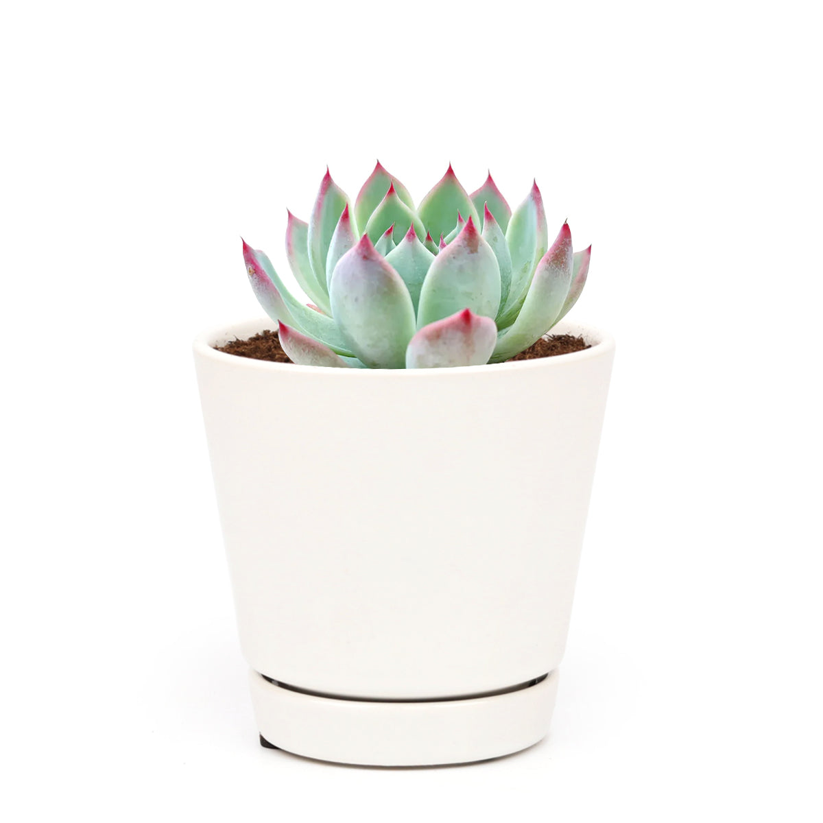 white succulent with pink tips Echeveria Tippy Pink for Sale: Stunning, Easy-Care Pink Succulent