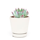 Pink Succulent, Echeveria for thanksgiving, How to care echeveria succulents for thanksgiving, echeveria, echeveria succulent, echeveria types, succulent echeveria, buy succulents online, succulent shop, succulent store, echeveria plant, indoor succulents, colorful succulent for sale
