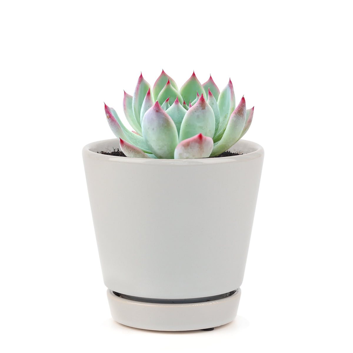 Pink Succulent, Echeveria for thanksgiving, How to care echeveria succulents for thanksgiving, echeveria, echeveria succulent, echeveria types, succulent echeveria, buy succulents online, succulent shop, succulent store, echeveria plant, indoor succulents, colorful succulent for sale