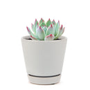 Pink Succulent, Echeveria for thanksgiving, How to care echeveria succulents for thanksgiving, echeveria, echeveria succulent, echeveria types, succulent echeveria, buy succulents online, succulent shop, succulent store, echeveria plant, indoor succulents, colorful succulent for sale