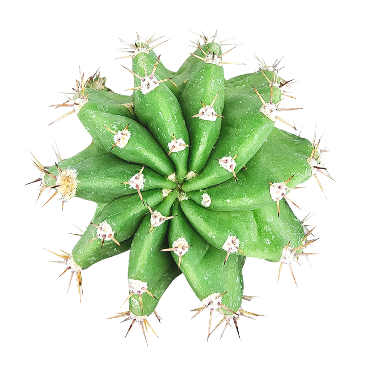 Echinopsis oxygona - Easter Lily Cactus - Live Succulent Cactus Plant