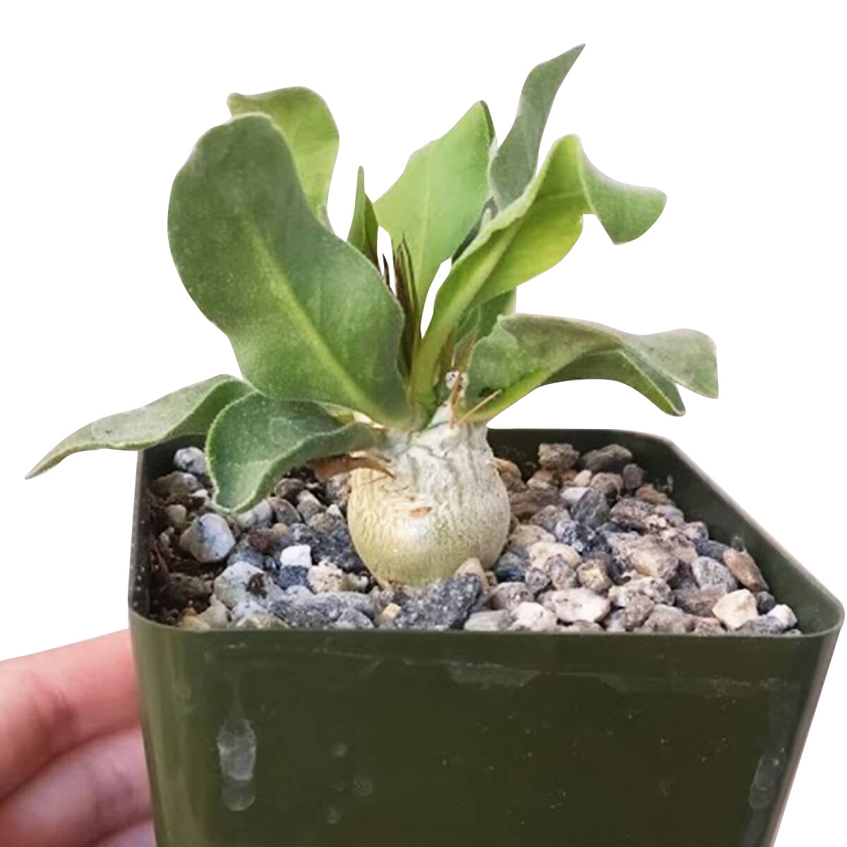 Elephant's Trunk for sale, succulent care, succulent care tips, Succulents, succulent subscription, succulents store in CA, succulent plant, cactus, succulents shop in California, Elephant's Trunk in California, How to grow Elephant's Trunk, rare succulents, rare succulents for sale, unique succulents, buy succulents online, rare succulent, succulent shop, unusual succulents, succulent store, succulents online