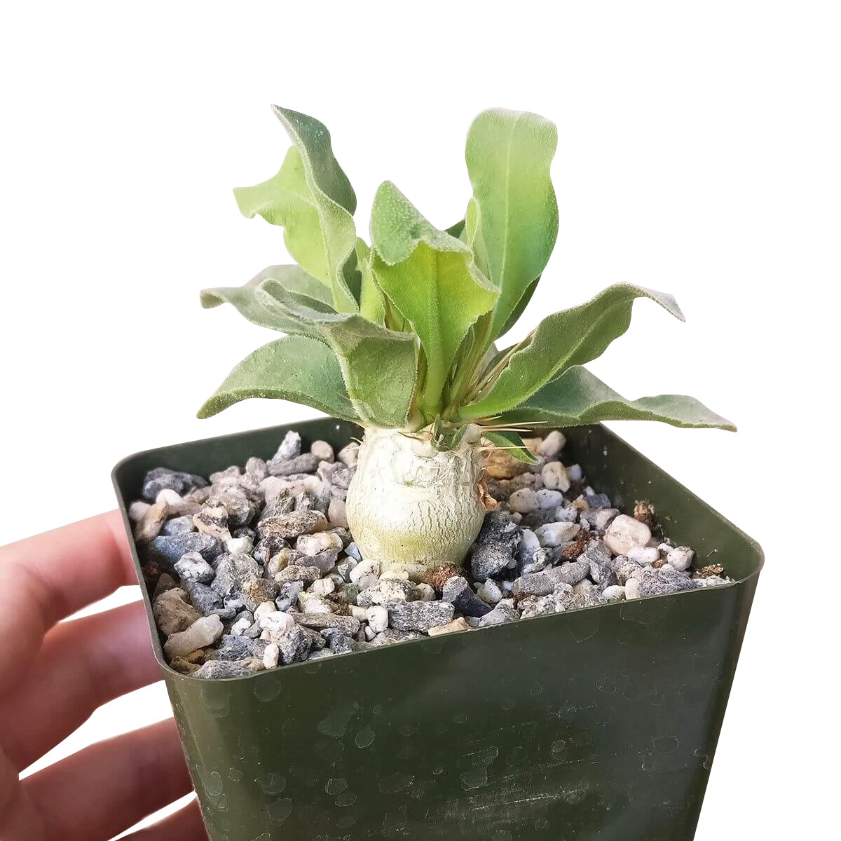 Elephant's Trunk for sale, succulent care, succulent care tips, Succulents, succulent subscription, succulents store in CA, succulent plant, cactus, succulents shop in California, Elephant's Trunk in California, How to grow Elephant's Trunk, rare succulents, rare succulents for sale, unique succulents, buy succulents online, rare succulent, succulent shop, unusual succulents, succulent store, succulents online