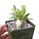 Elephant's Trunk for sale, succulent care, succulent care tips, Succulents, succulent subscription, succulents store in CA, succulent plant, cactus, succulents shop in California, Elephant's Trunk in California, How to grow Elephant's Trunk, rare succulents, rare succulents for sale, unique succulents, buy succulents online, rare succulent, succulent shop, unusual succulents, succulent store, succulents online